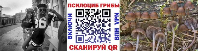Псилоцибиновые грибы Psilocybe  Купить где  Мариинск 